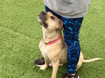 Dog sitting beside person looking up.