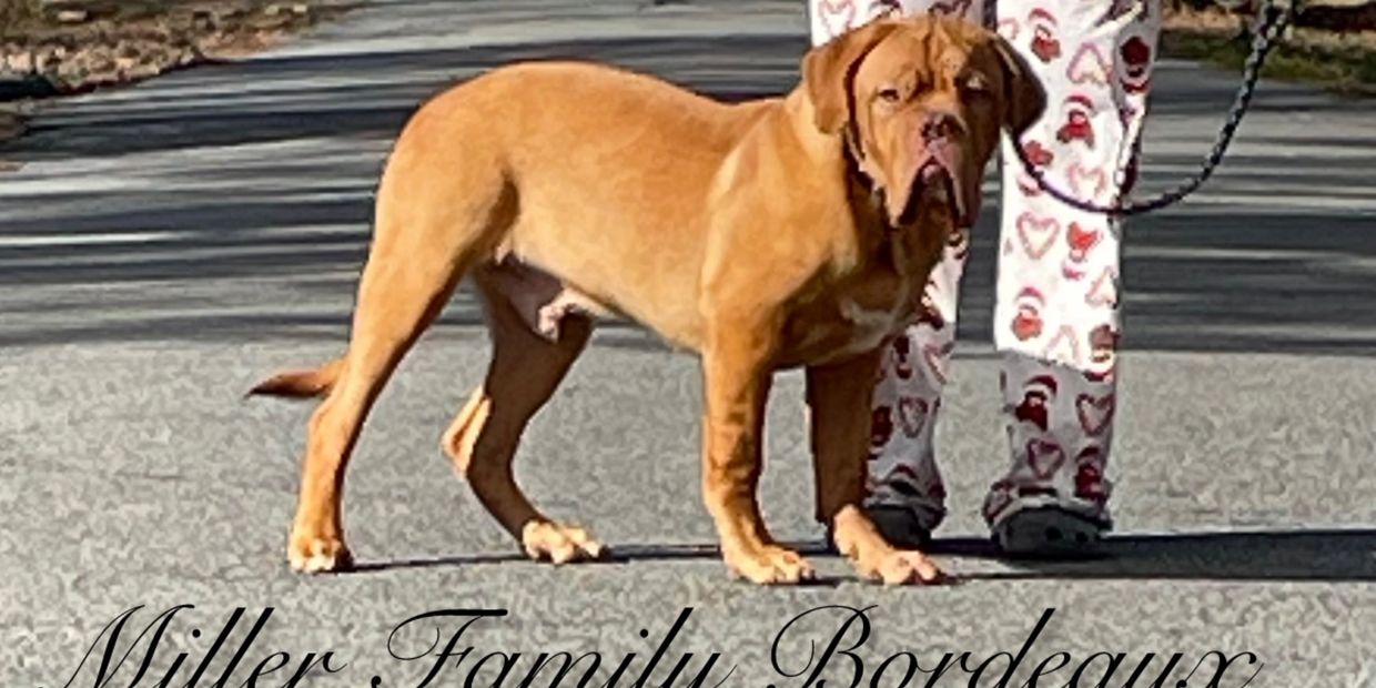 Sire: Huncho, 8 months old going to be a very solid. M.F.B’s 1st production can’t wait to see what h