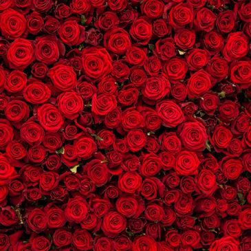 Fresh Red Roses – Timeless Romance & Passion