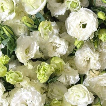 Fresh Eustoma Flowers – Elegant & Graceful Blooms