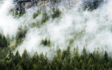 Fog rolling over a dense pine forest near rocky cliffs.