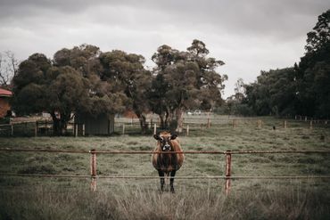 A solitary cow stands behind a rusty fence in a cloudy rural field.