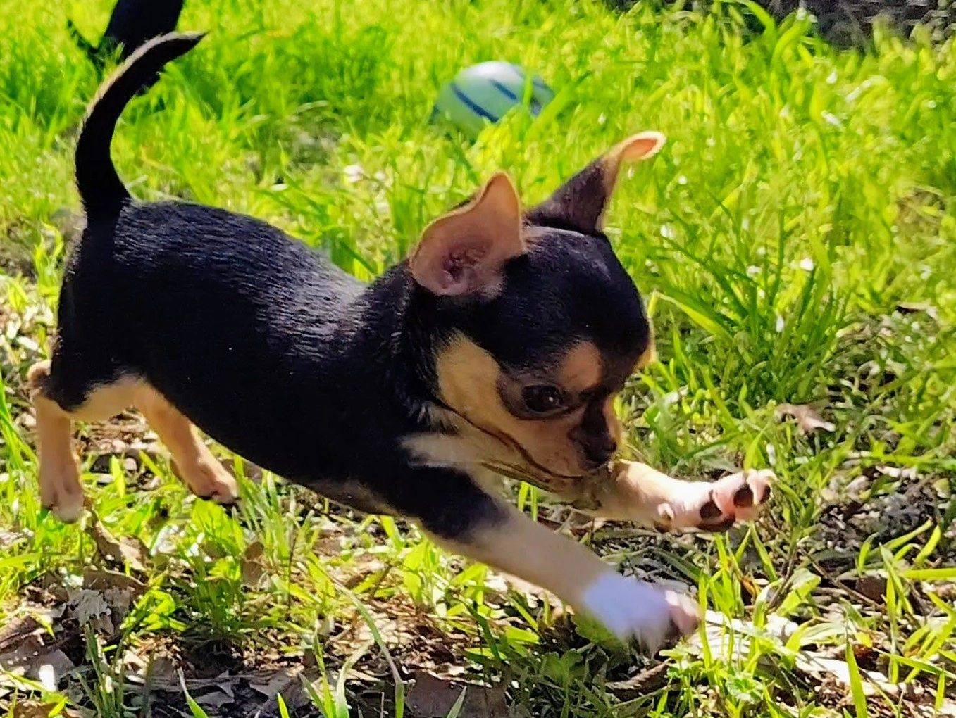 Small black and tan puppy jumping excitedly in green grass.