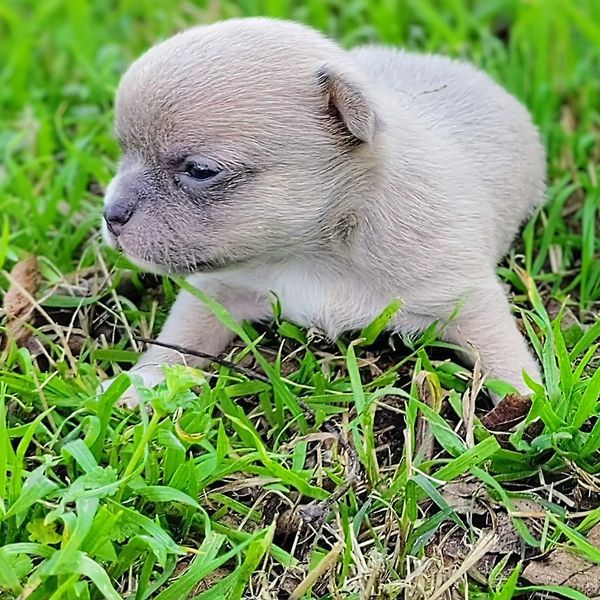 Future Therapy Chihuahua Dog Prospect