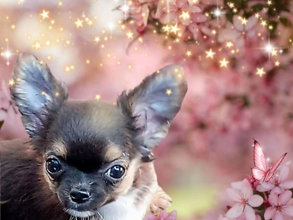 Mia's Luv, training to provide therapy for those in need.
Chihuahua Puppy