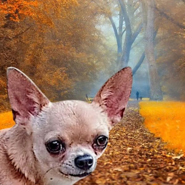 Cheeka's Luv ATD Therapy Chihuahua dog in Training,
Our late daughter Natalie Rose's Chihuahua🌹💕 