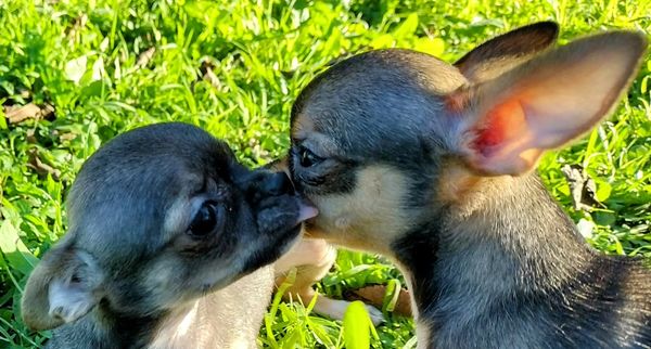 Too adorable Chihuahua puppy babies kissing in the sunshine on the grass.