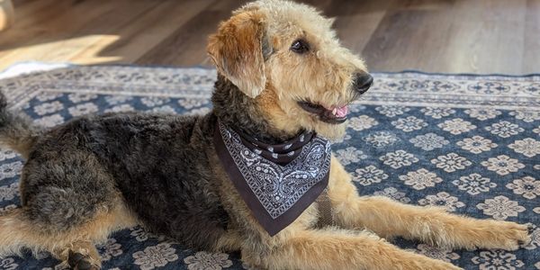 A dog with a bandana lying on a patterned rug indoors.