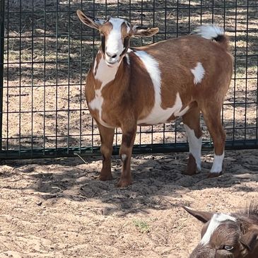 Milking Goats at the Three Dubs Ranch