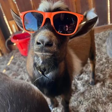 Goofy Animals