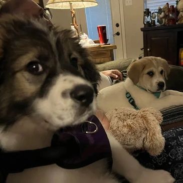 Our Livestock Guard Dogs 
