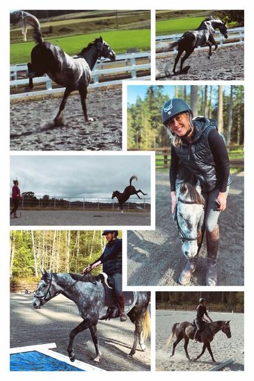 A collage capturing a horse's playful leaps and calm rides with its rider.
