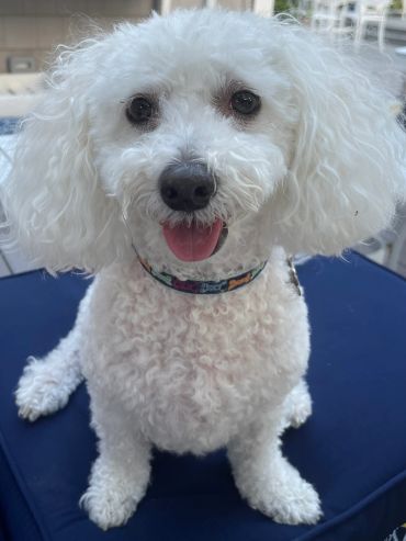 Happy white poodle sitting on a blue cushion.