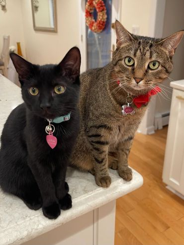 Two cats sitting on a kitchen counter, one black and one tabby.