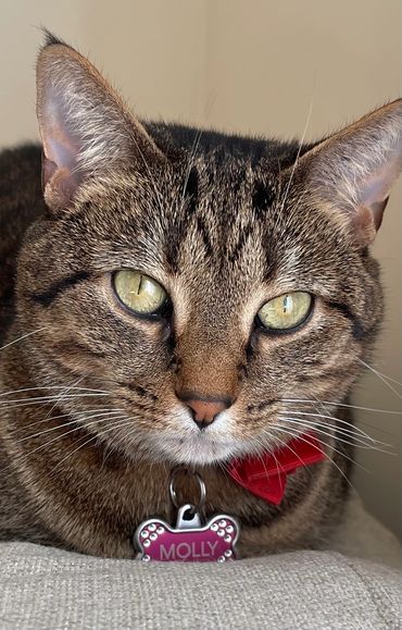 Close-up of a tabby cat with green eyes wearing a red bow and a name tag.