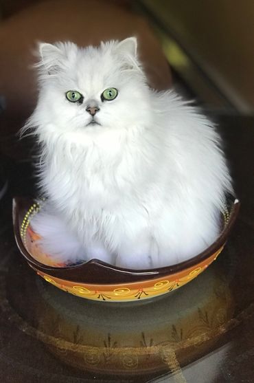 Fluffy white cat sitting in a decorative bowl.