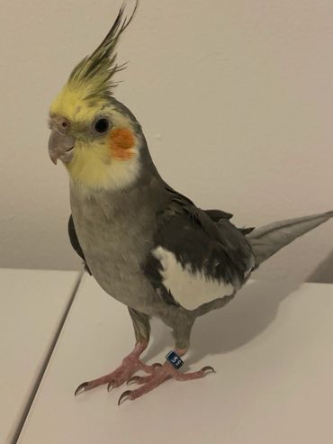 A cockatiel with yellow and orange facial markings stands on a white surface.