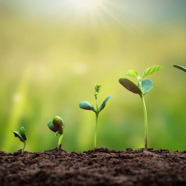 Four stages of plant growth from seedling to young plant.