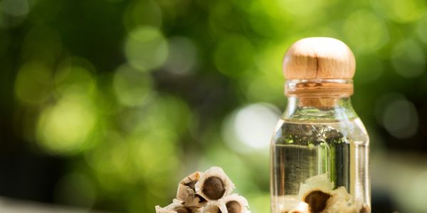 Organic cold-pressed Moringa oleifera seed oil displayed outdoors with dried Moringa seeds