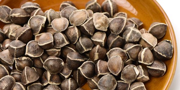 Dried organic Moringa oleifera seeds in an earthen bowl