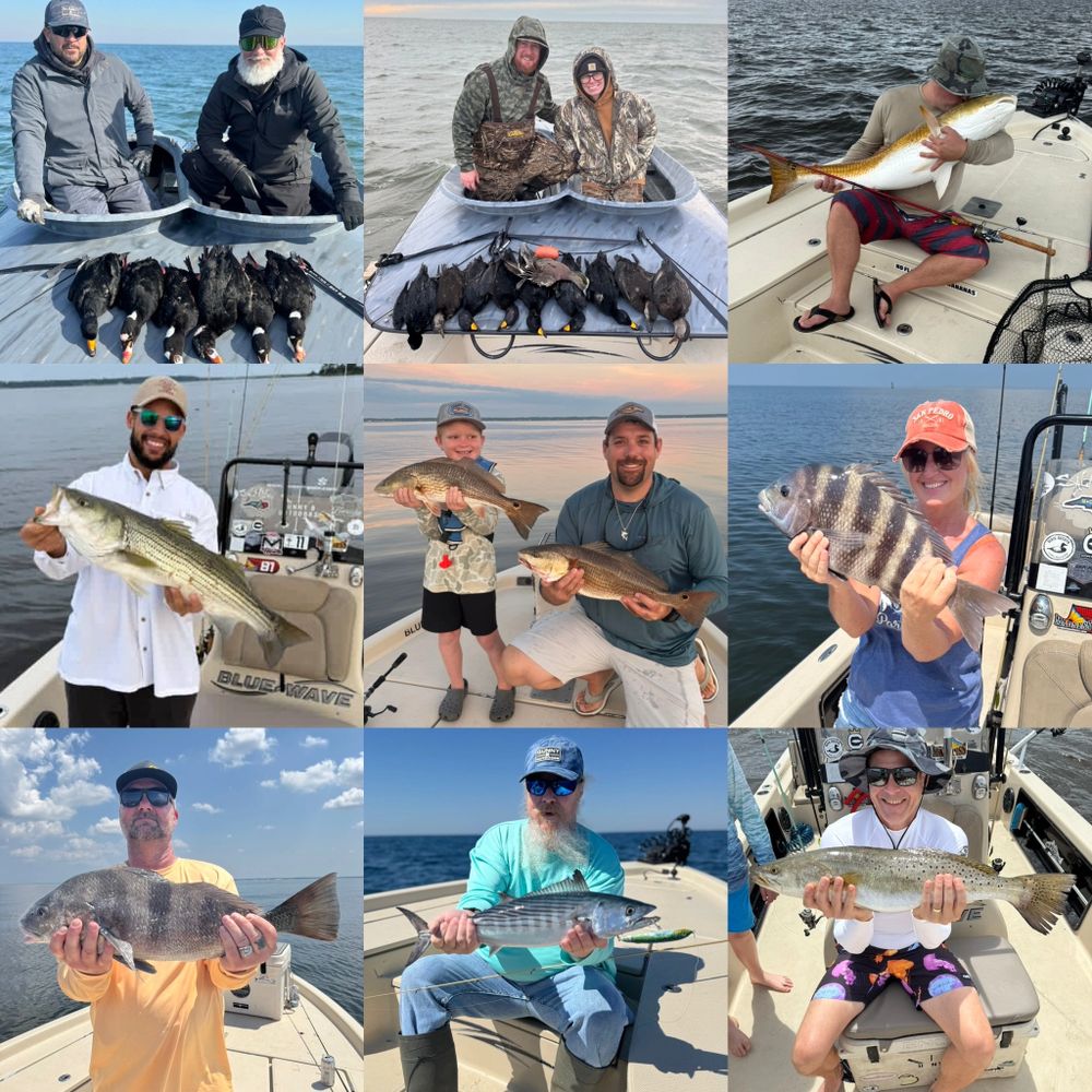 Sea Ducks, Fish, Red Drum, Sheepshead, Black drum, Speckled Trout, Bonito, Striper