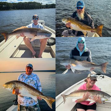 Giant Drum, Bull Drum, Old Drum, Trophy Drum, Redfish. Fishing Charter Light tackle. 