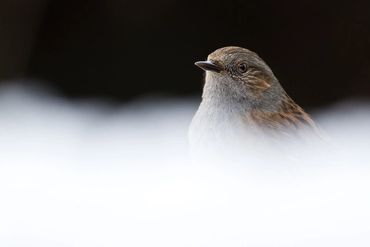 dunnock photographed in the snow against a black background