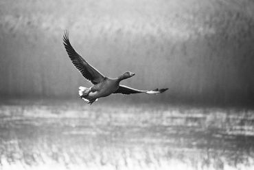 Black and white inage of a Canadian Goose flying over a lake  with reeds in the background.