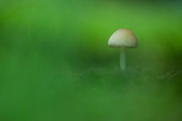 Common field mushroom macro photo by simon white photography