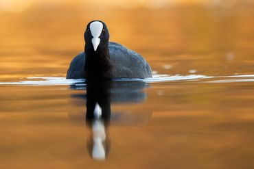 british bird the coot swimming on a pond which is glowing with autumn colours