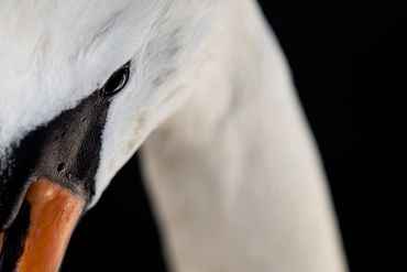 a close up portrait of a swan with a black background