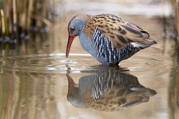 British water bird the water rail feeding in the water showing its reflection. Simon White Photograp