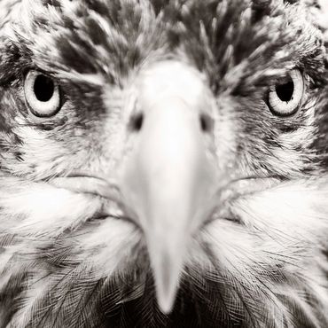 portrait of an eagle looking straight at the camera