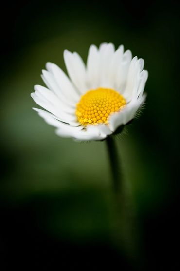 close-up macro photo of a daisy by simon white photgraphy