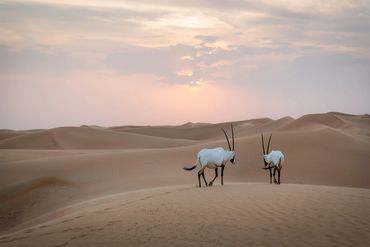 Arabian Oryx in Dubai at sunset