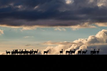 fallow deer silhoueted against a stormy sky
