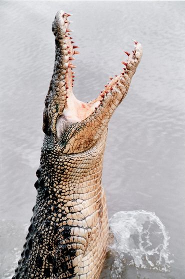 crocodile jumping out of the water in adelaide river, australia. Simon White Photography