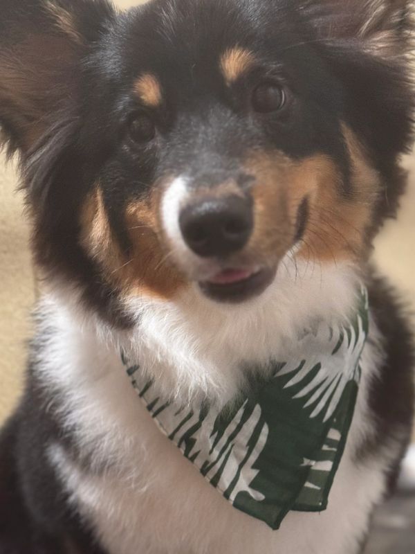 Dog grooming 