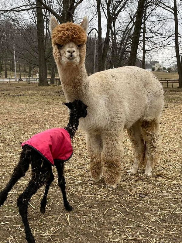 An adult alpaca with thick fur stands next to a small black alpaca wearing a red coat in a bare forest area.
