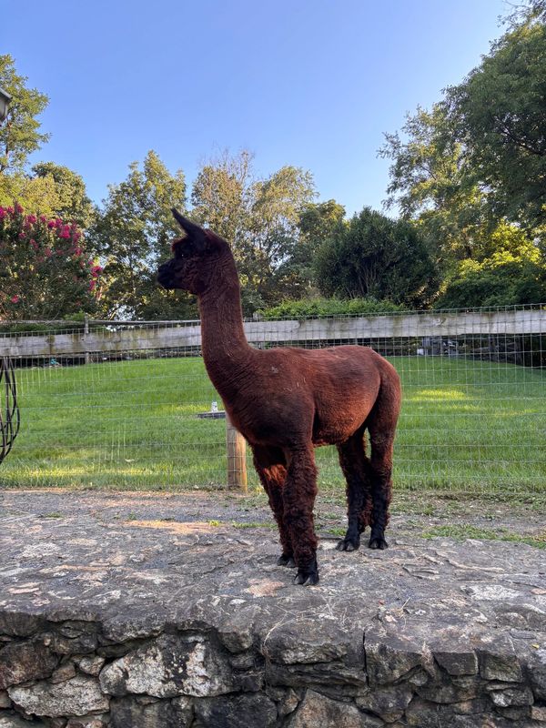 Dark brown alpaca standing on a stone surface outdoors.