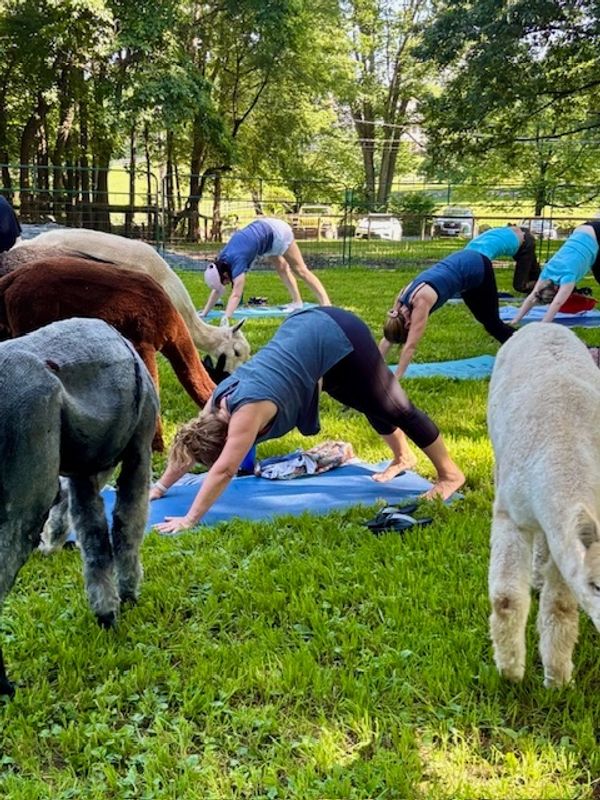 People doing yoga outdoors surrounded by alpacas.