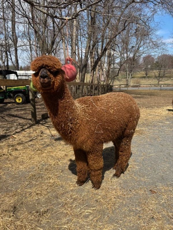 A fluffy brown alpaca standing outdoors on a sunny day.
