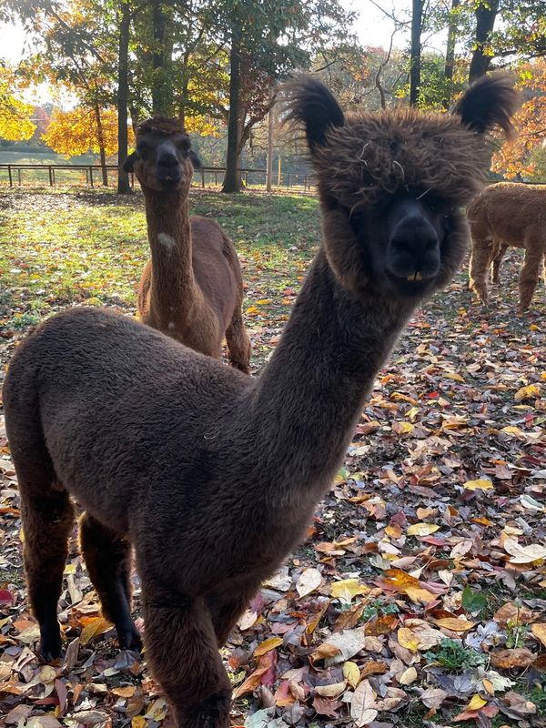 Two alpacas standing on a leafy ground in a sunlit wooded area.