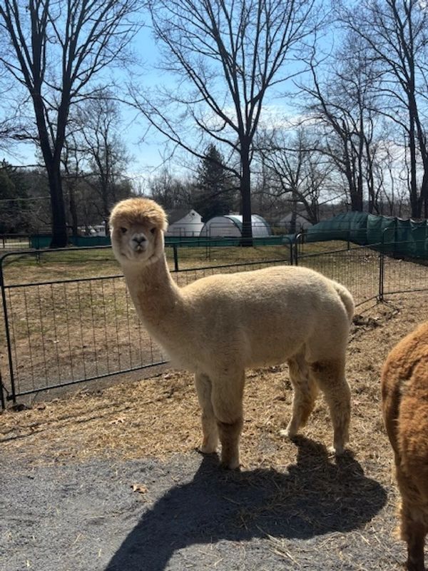 A fluffy alpaca standing on a farm on a sunny day.