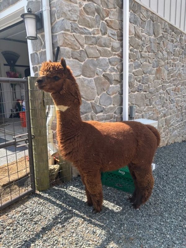 A brown alpaca with fluffy fur standing on gravel near a stone wall.