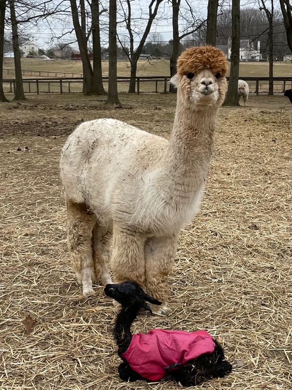 An alpaca standing near a small black alpaca wearing a red coat in a farm setting.
