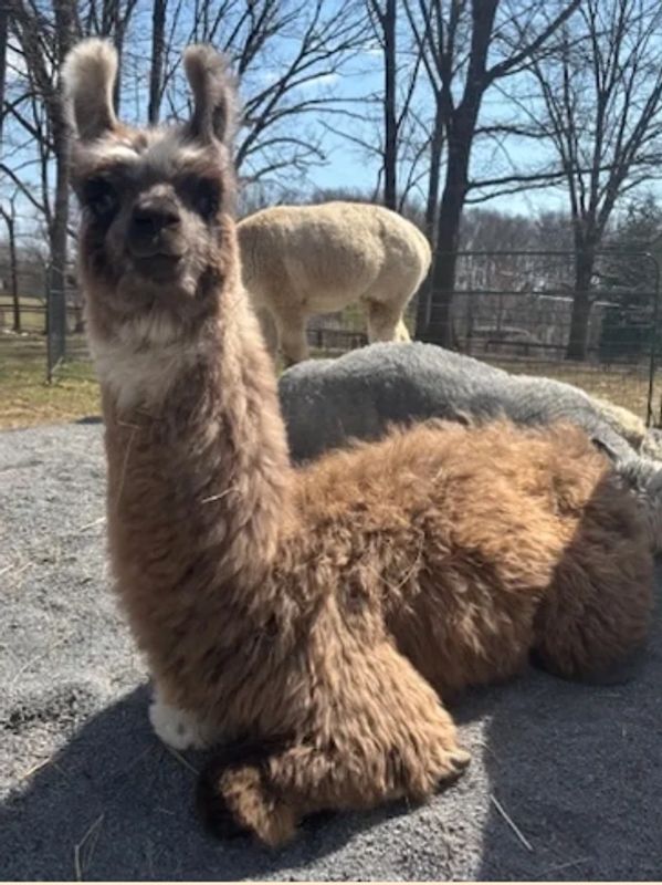 Brown llama sitting on gravel with another llama in the background.