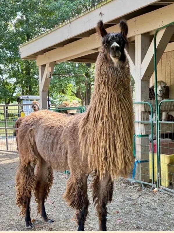 Llama with long, thick neck fur standing in a pen.