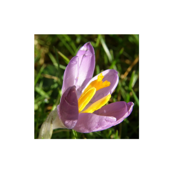 A lovely purple prairie crocus with bright yellow accents.