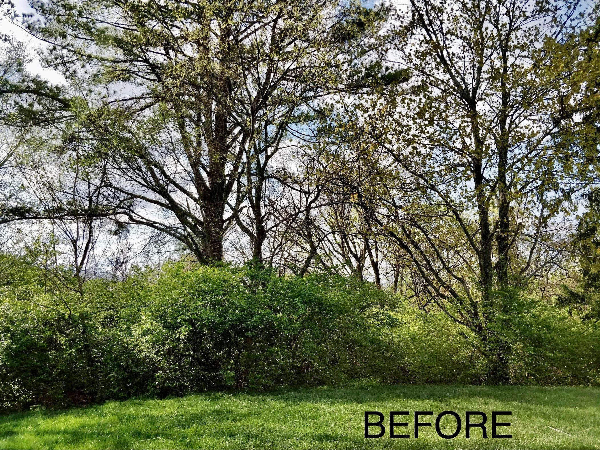 Honeysuckle Removal LLC